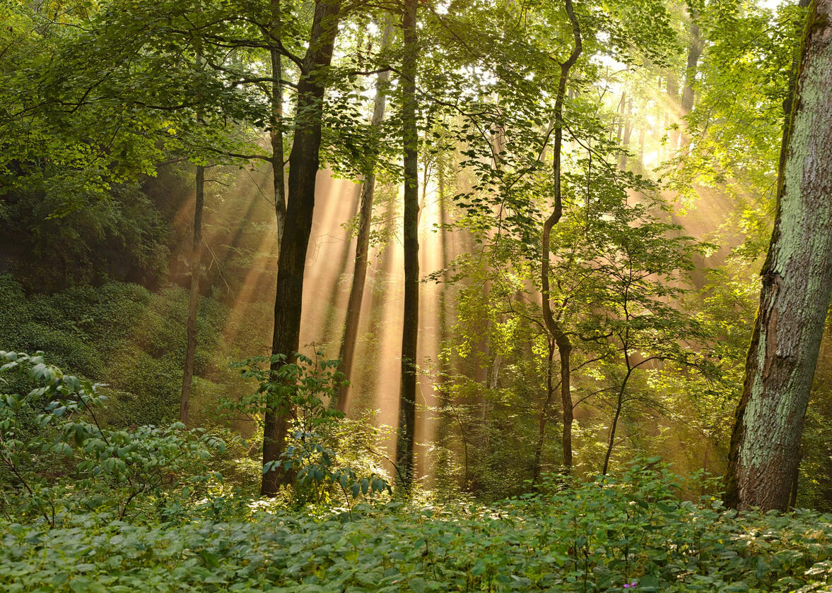 Turkey Run State Park